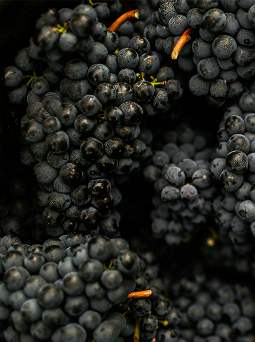 Grappe_700px Notre savoir-faire, rigueur et convivialité